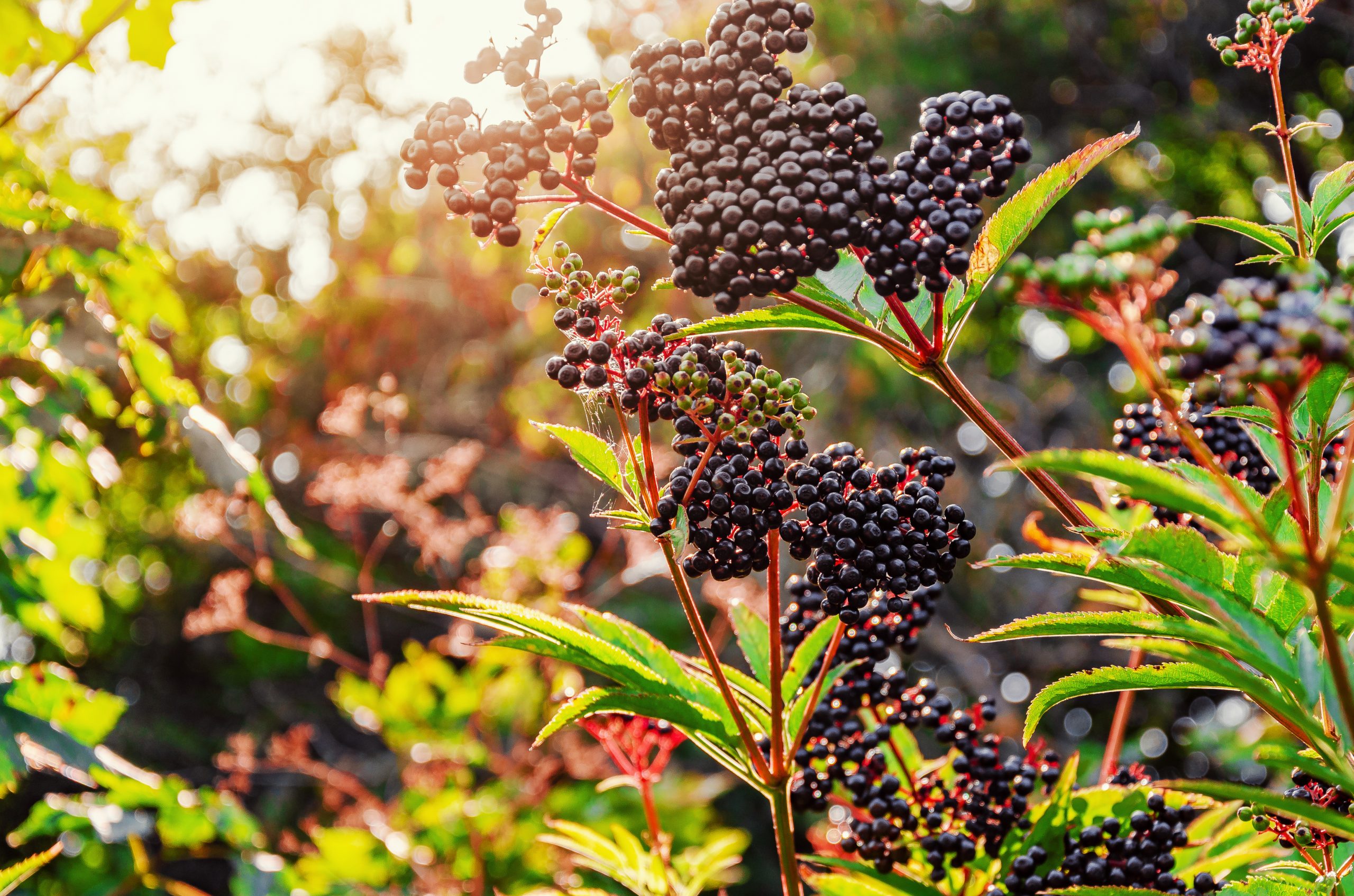 Elderberry Benefits