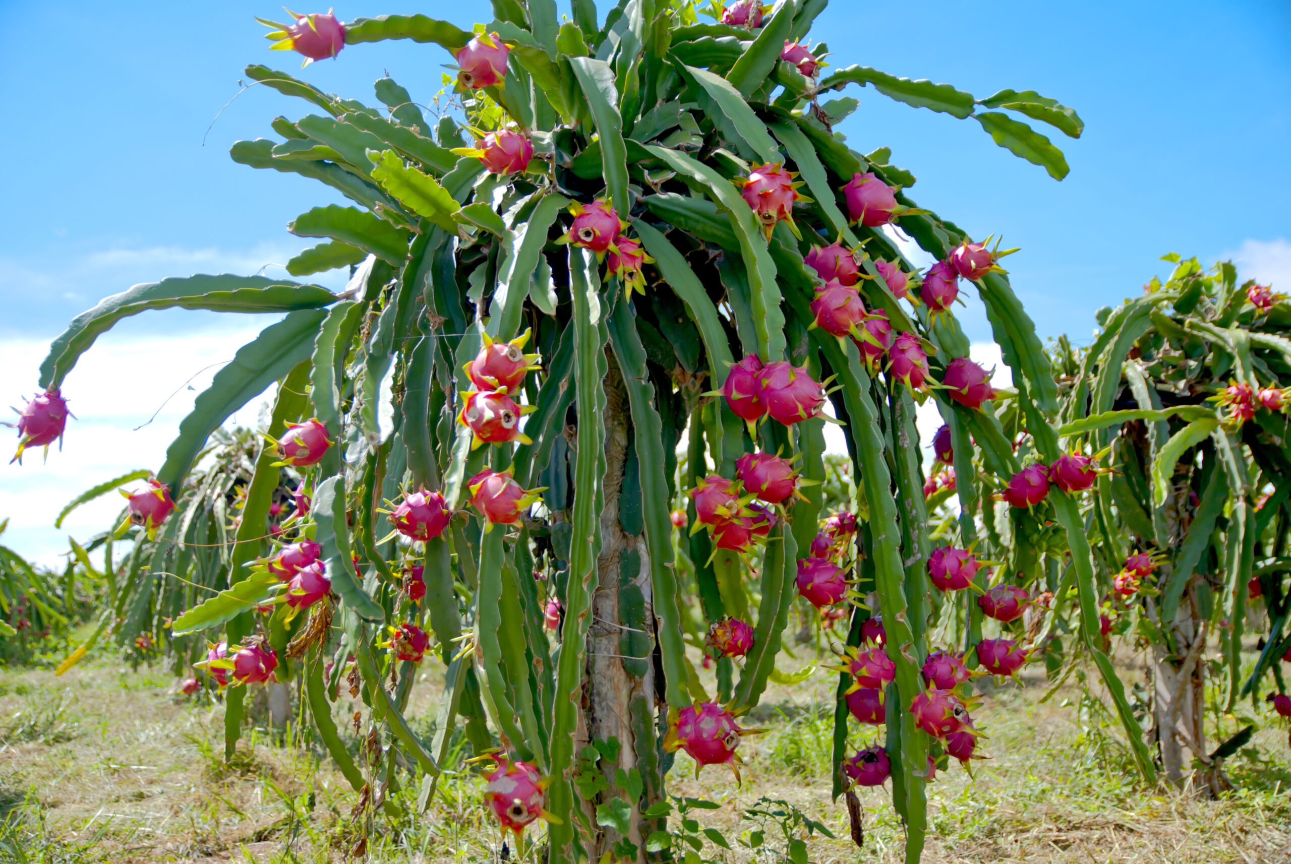 dragon fruit benefits