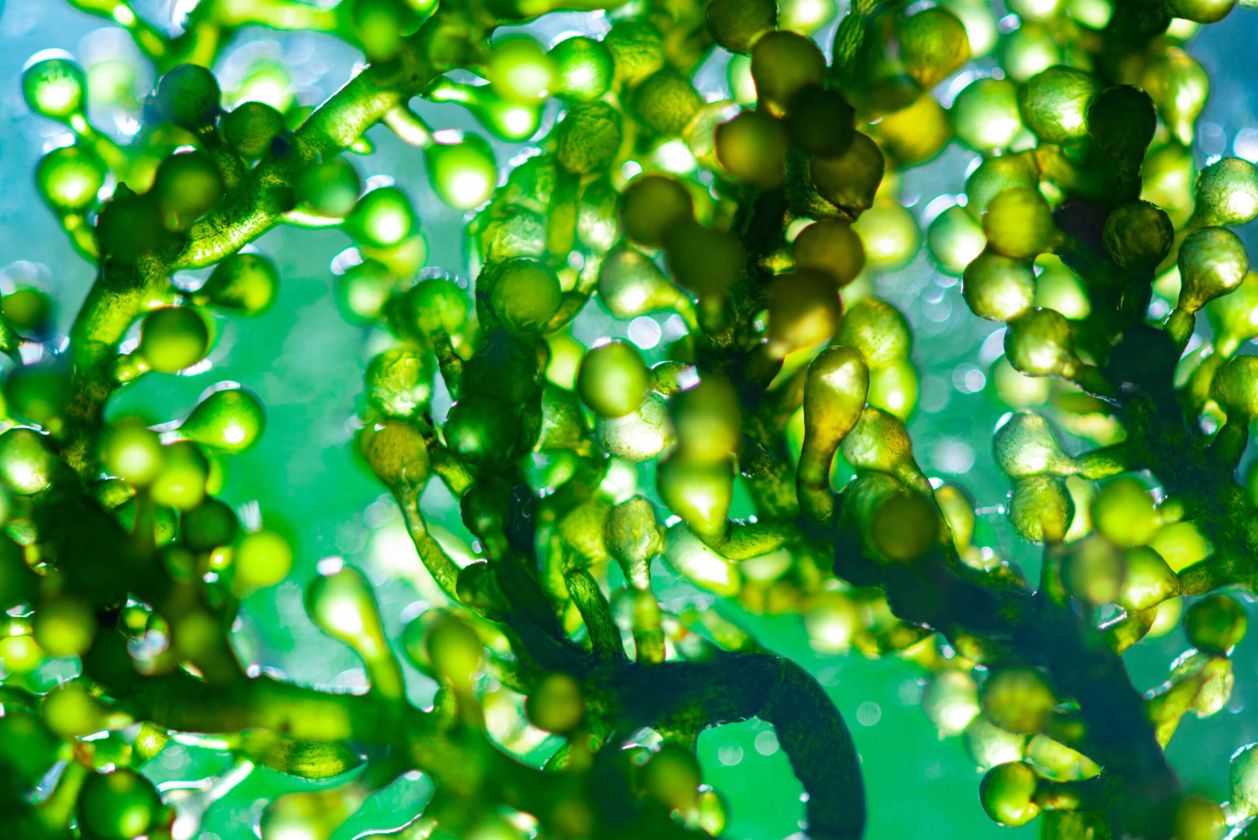 spirulina for smoothies