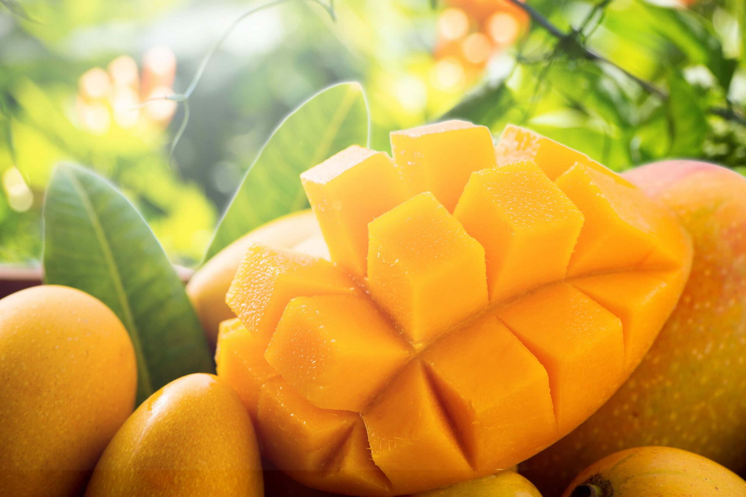 Discover more about mango benefits