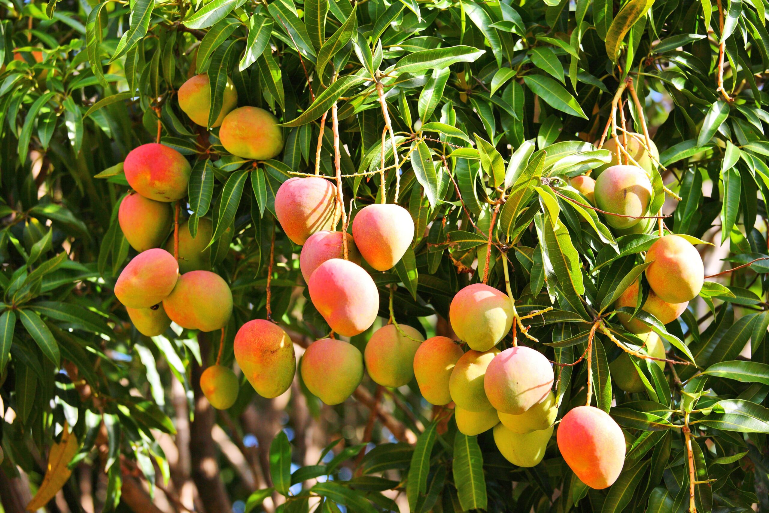 Read more about mango benefits