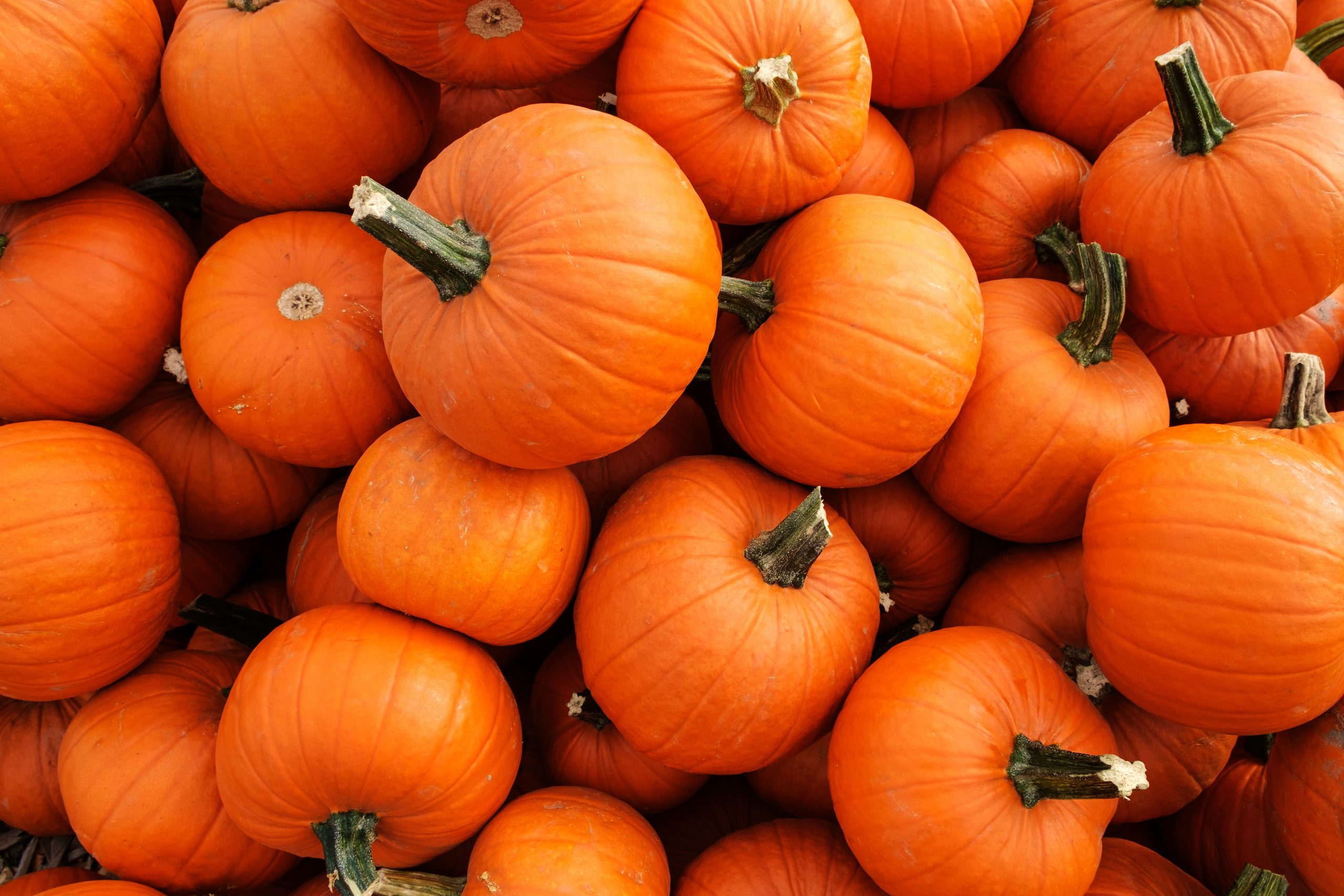 Pumpkins and other similar squash were considered to be staples in the Native American diet.