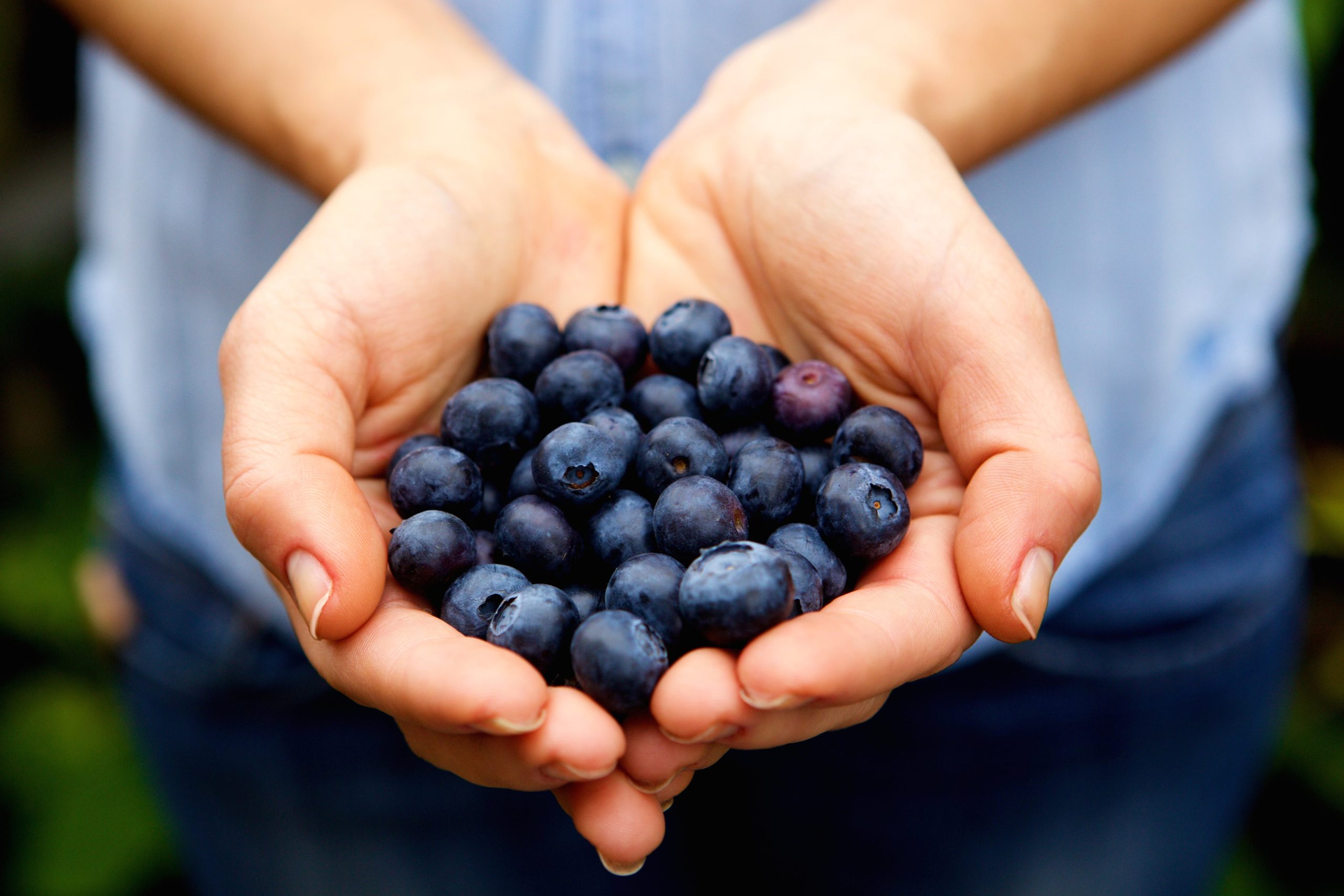 Supporting heart health with the benefits of blueberries is recommended for people of all ages. 